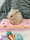 Силиконовый кролик реборн Rebunny